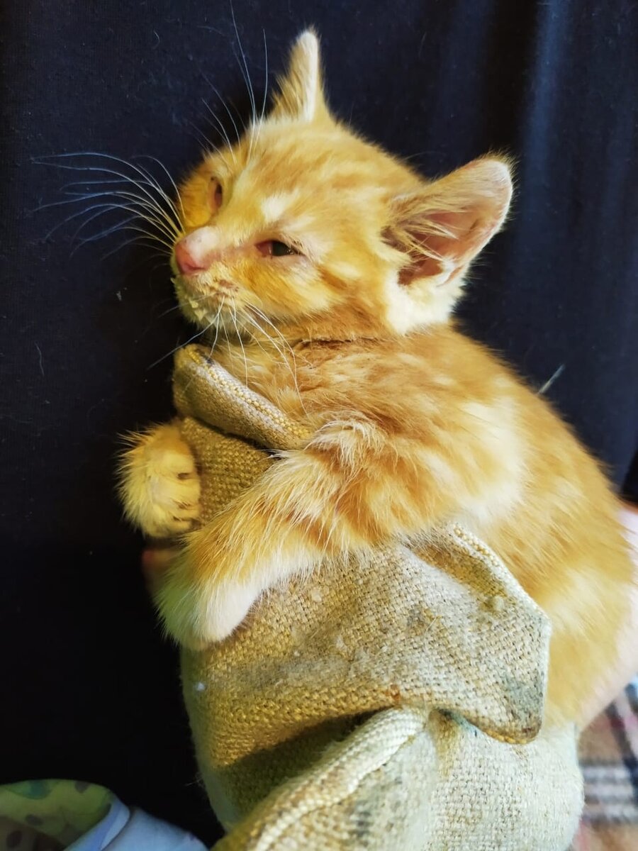Котенку промыли глаза