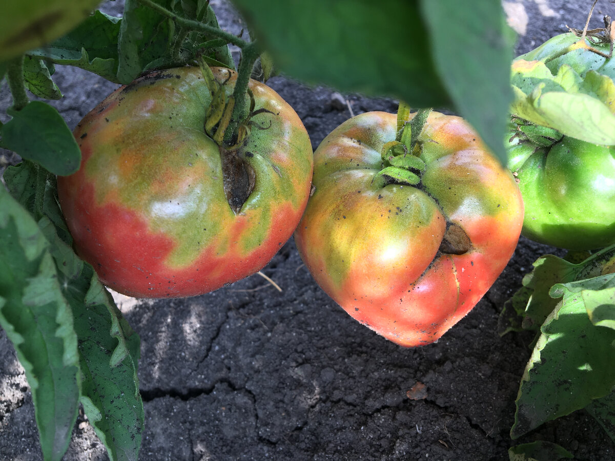 Сорт "Бычье сердце"