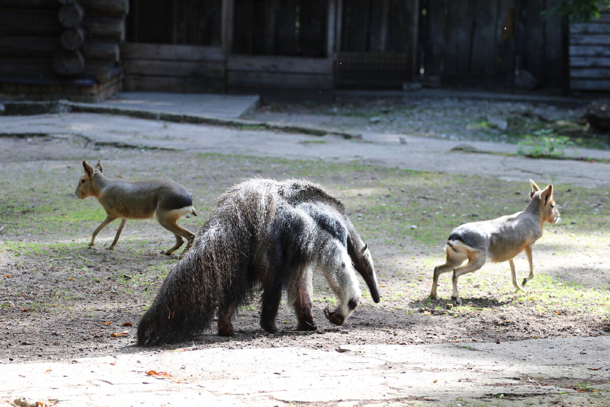 И снова пытается...
