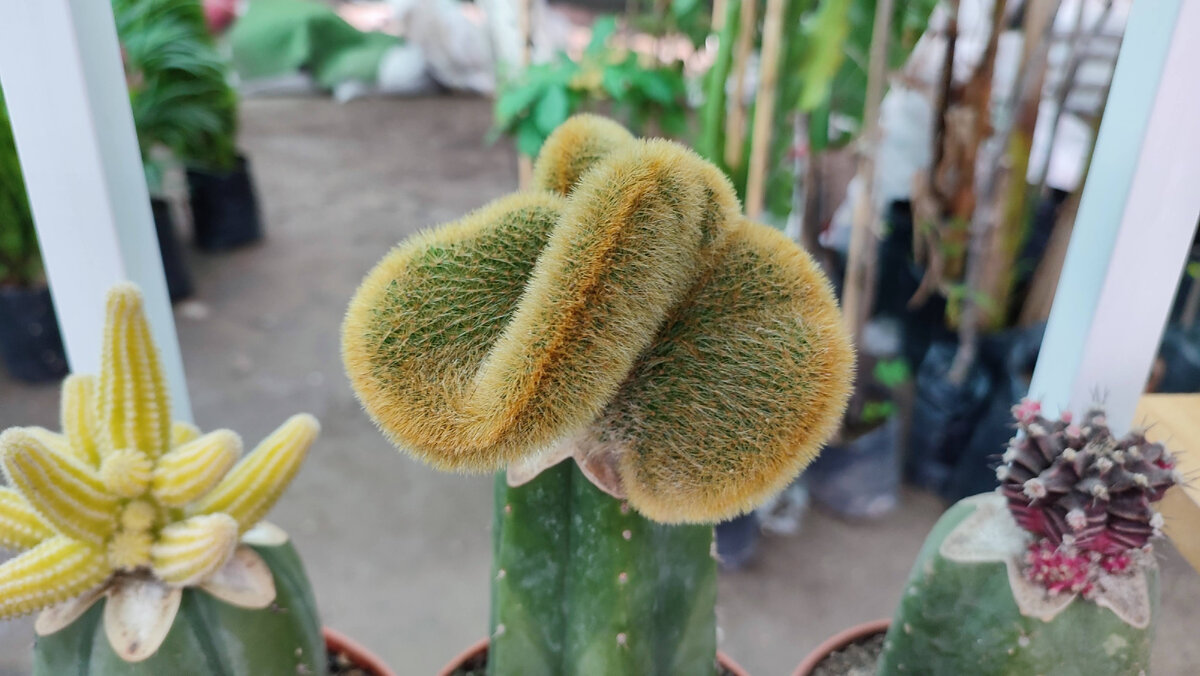 Кактусы в магазине