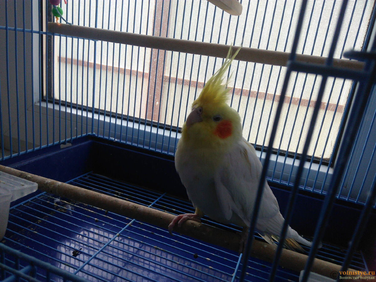 (Пример больной птицы)