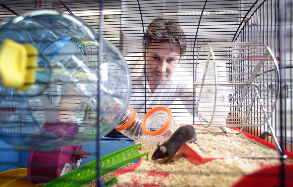     Когда по жилам старых мышек побежала молодая кровь, выяснилось, что признаки старения у пожилых грызунов стали исчезать.  GLOBAL LOOK PRESS