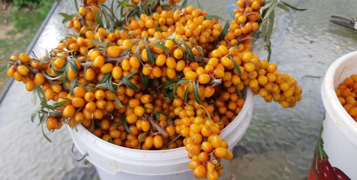 обрезаны от веток