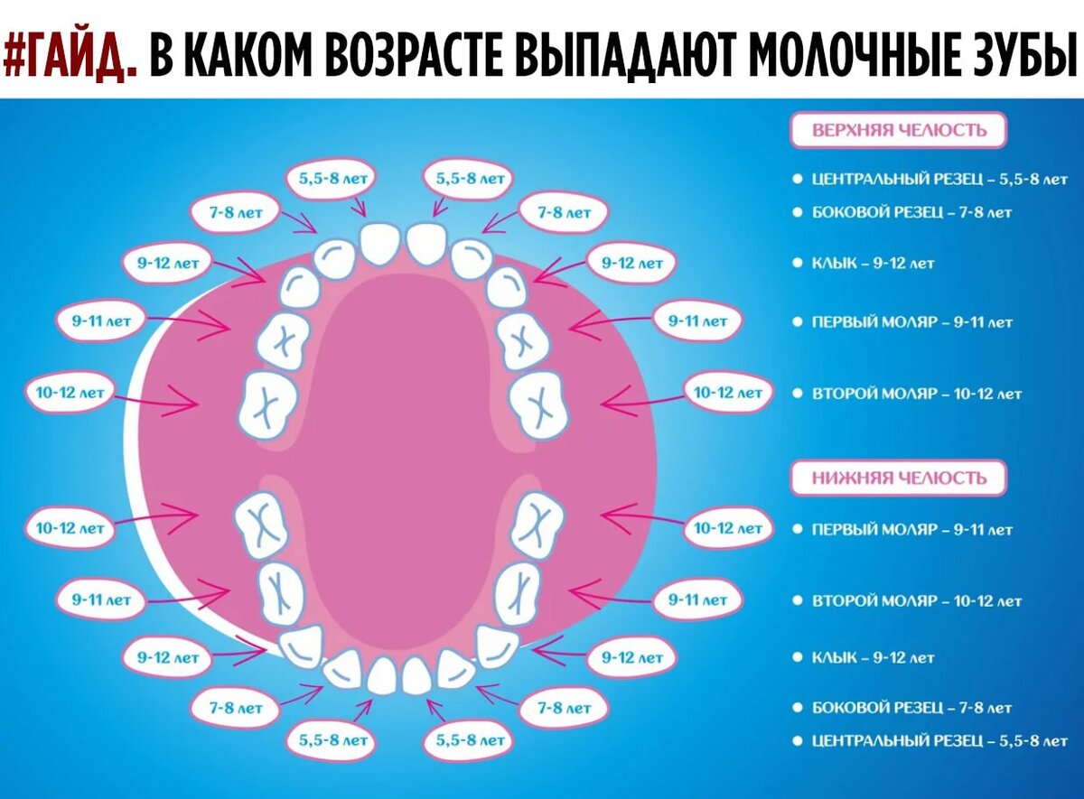 Схема выпадения молочных