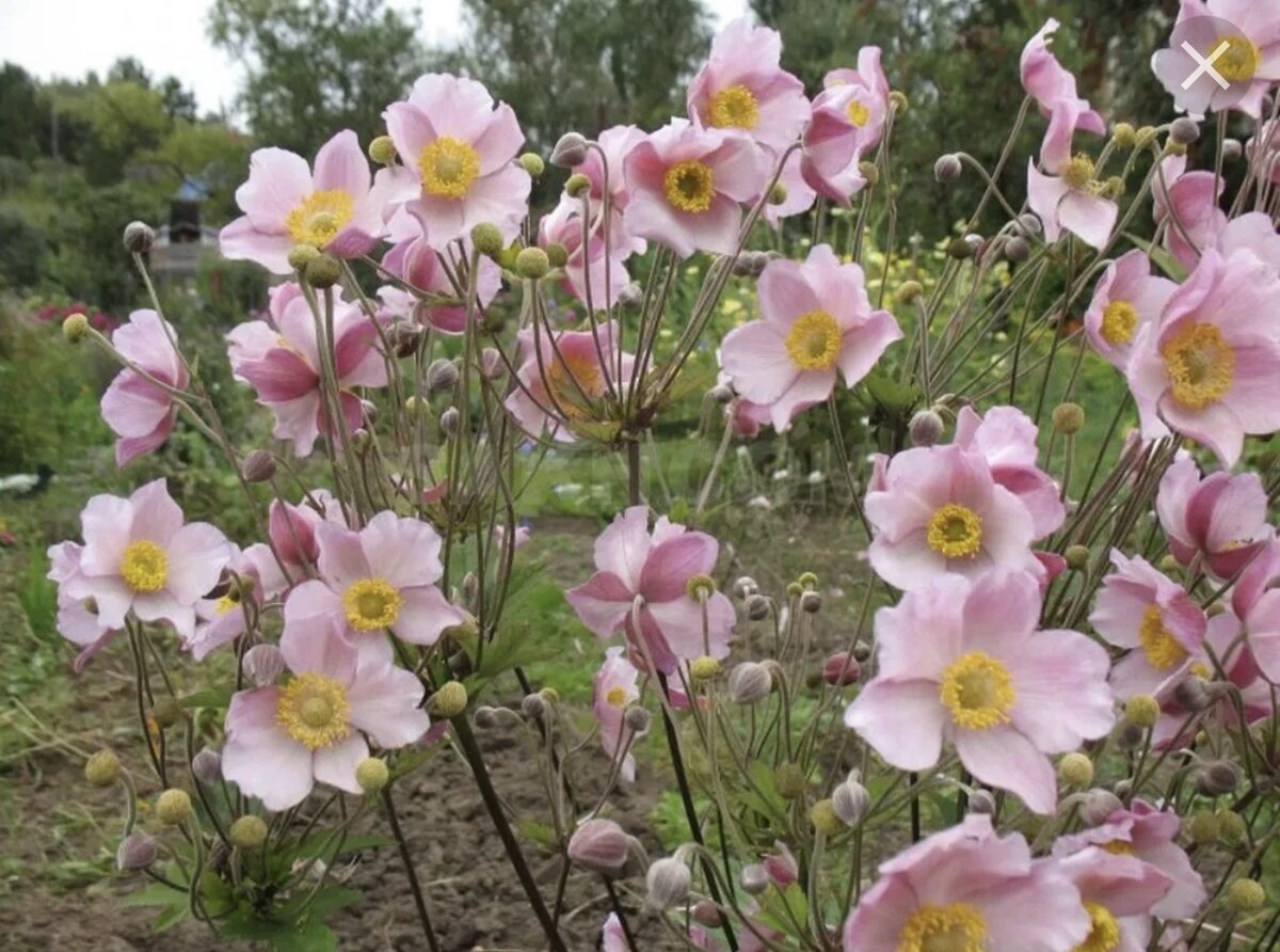 Анемона японская