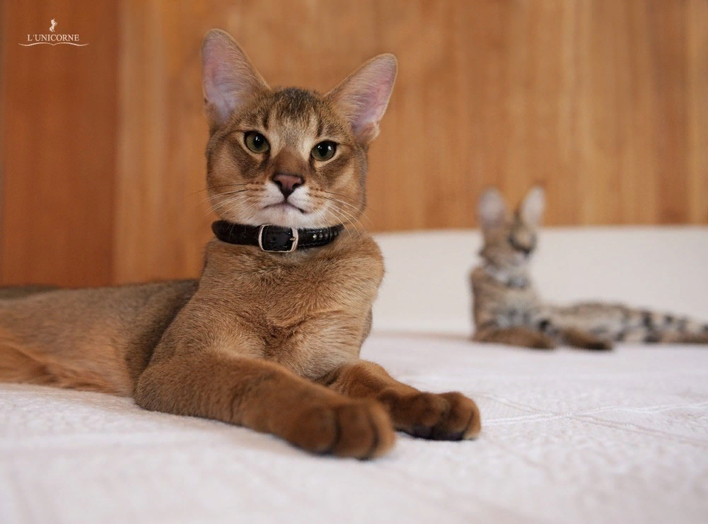 Кошка самой редкой породы. Кот породы чаузи. Чаузи кошка ф1. Чаузи и Абиссинская кошка. Чаузи (хауси).