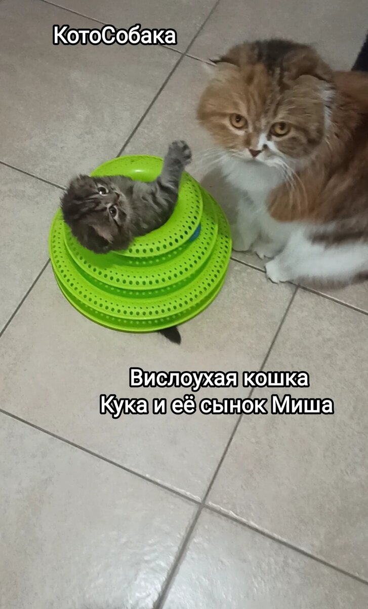 Фото снято автором канала КотоСобака