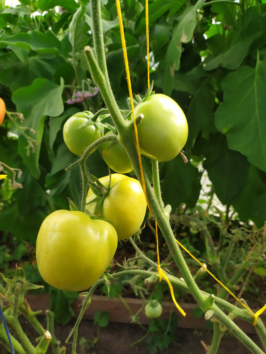 Зеленые помидоры