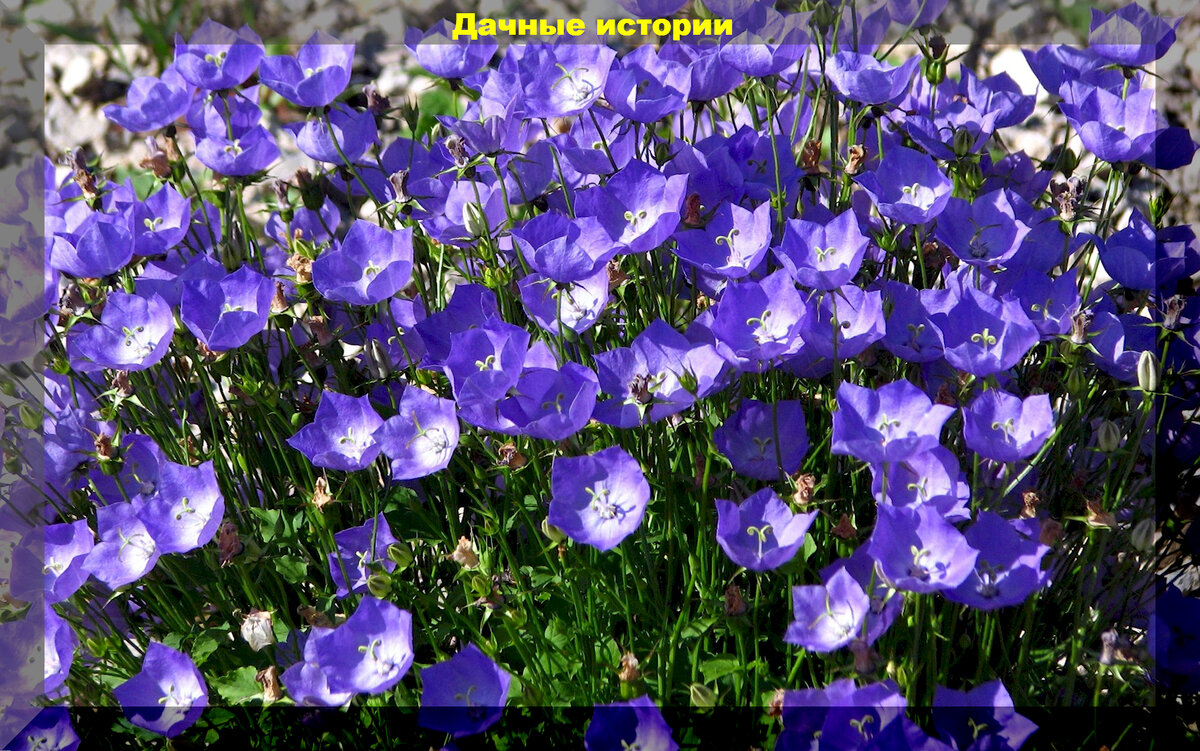 https://vk.com/photo-159774511_457258514. Колокольчик Карпатский