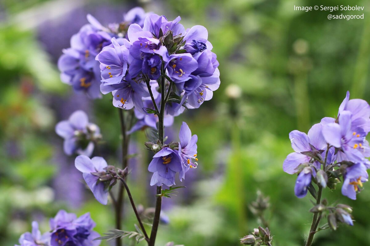 Синюха иезонская в палисаднике "Сад в город!" в июне 2022 г.