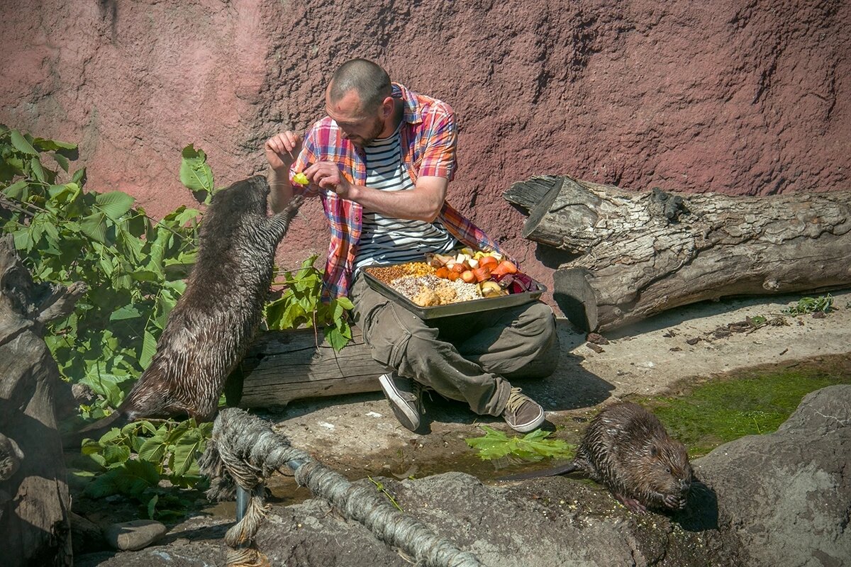 Бобриный фуршет