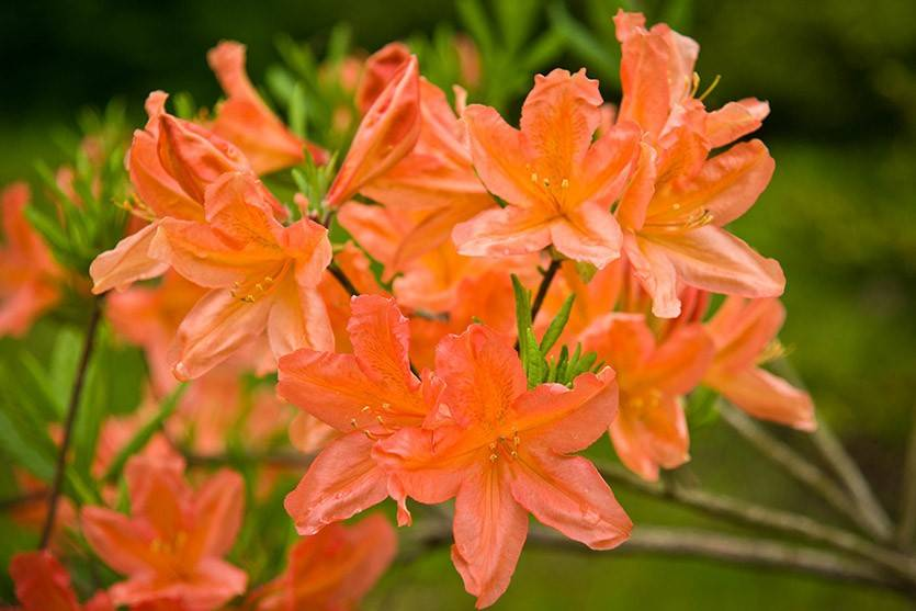 на фото - цветы рододендрона японского