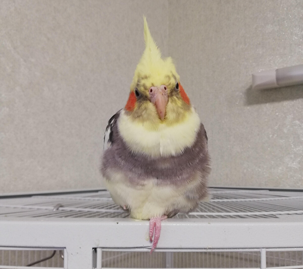 стоит ли заводить кореллу. попугай хохлится корелла. стоит ли заводить кореллу. чем кормить попугая корелла. корелла.