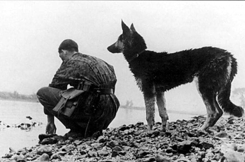 Животные герои. Немецкая овчарка 1945. Немецкая овчарка 1941. Восточно-европейская овчарка Аста в ВОВ. Немецкая овчарка в ВОВ.