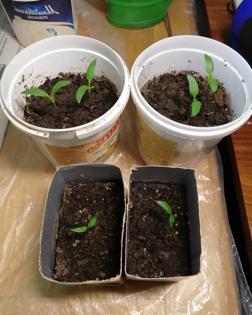 Перец, всходы