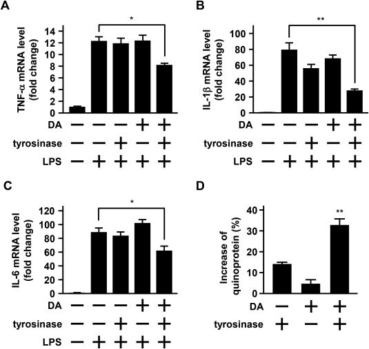 4. Тирозиназа ускорила ингибирование ЛПС-индуцированной мРНК экспрессии цитокинов дофамином в клетках BV-2
Клетки БВ-2 обрабатывали в течение 1 ч 30 мкм дофамином (да) в отсутствие или присутствии 300 Ед/мл тирозиназы в дмэм без тирозина без сыворотки крови. Затем клетки обрабатывали 10 мкг/мл ЛПС в FBS / DMEM в течение 9 ч. уровни мРНК ФНО-α (А), Ил-1β (Б) и ИЛ-6 (в) исследовали методом РТ-ПЦР в реальном времени. Уровни мРНК цитокинов были нормализованы к β-актину и экспрессировались как относительные к контрольному уровню, который произвольно устанавливался равным 1,0. Результаты показывают среднее значение ± S. E. M., полученное из 4 независимых экспериментов,и были проанализированы с использованием односторонней ANOVA с последующим HSD-тестом Tukey's post hoc. **P < 0.01, существенная разница между скобках значений. D) клетки BV-2 обрабатывали в течение 1 ч 30 мкм да в отсутствие или присутствии 300 Ед/мл тирозиназы в ДМЭМ без тирозина без сыворотки крови. Затем уровень хинопротеина определяли путем проведения анализа NBT/glycinate. Уровень хинопротеина был выражен в виде процентного увеличения по сравнению с таковым в необработанном контроле. Результаты показывают среднее значение ± S. E. M., полученное из 3 независимых экспериментов,и были проанализированы с использованием односторонней ANOVA с последующим HSD-тестом Tukey's post hoc. ** P