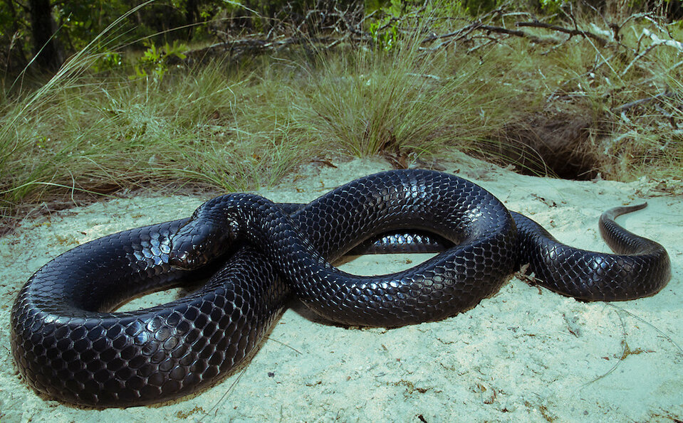 Восточная индиговая змея
