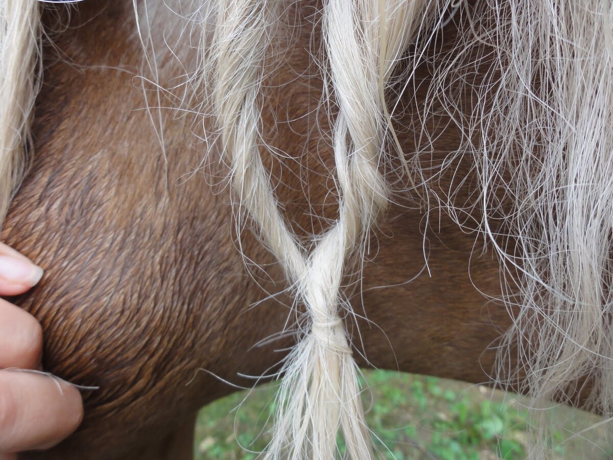 Как лечить лошадиный волос