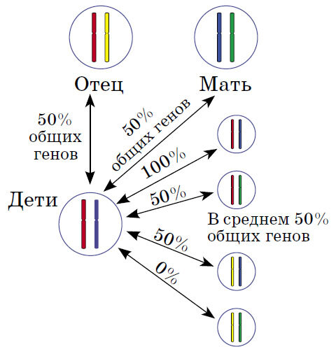 Гены от родственников ребенку