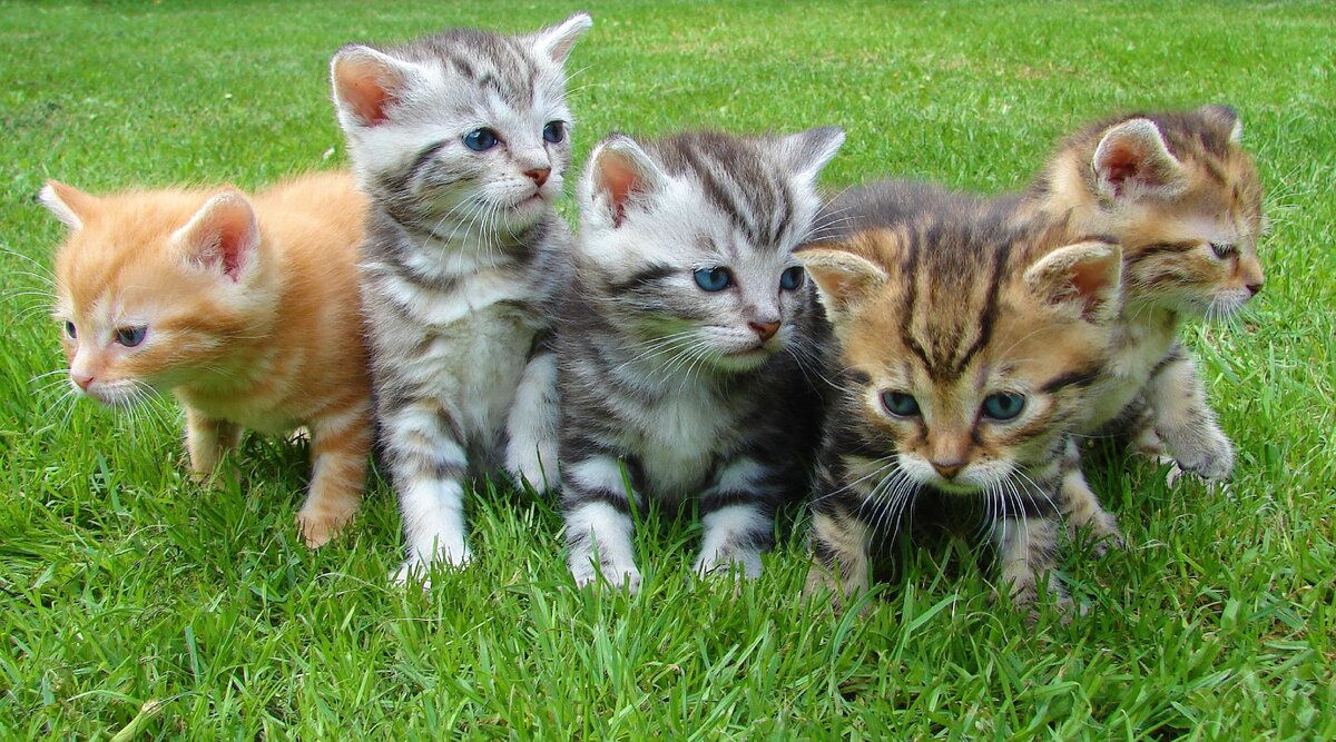 https://www.pexels.com/photo/kitten-cat-rush-lucky-cat-45170/
