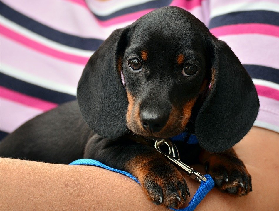  https://cdn.pixabay.com/photo/2016/07/15/15/55/dachshund-1519374_960_720.jpg 