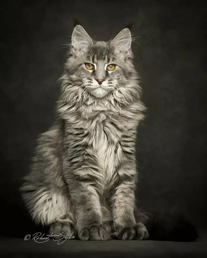 Мейн-кун.