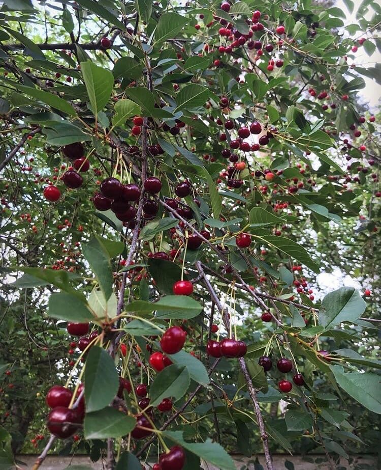Урожай 2019, все ушло на варенье. В этом году хочу сделать еще и наливку.