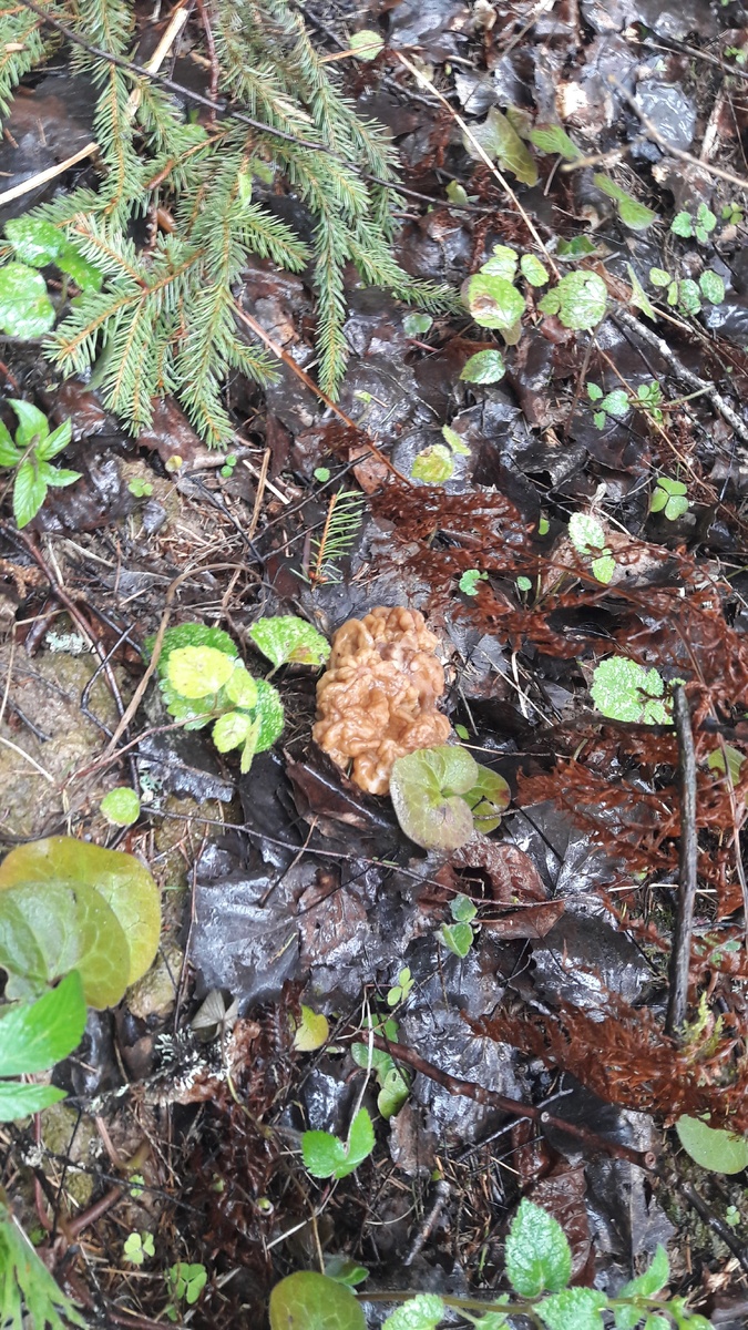 Первые два гриба росли вместе.