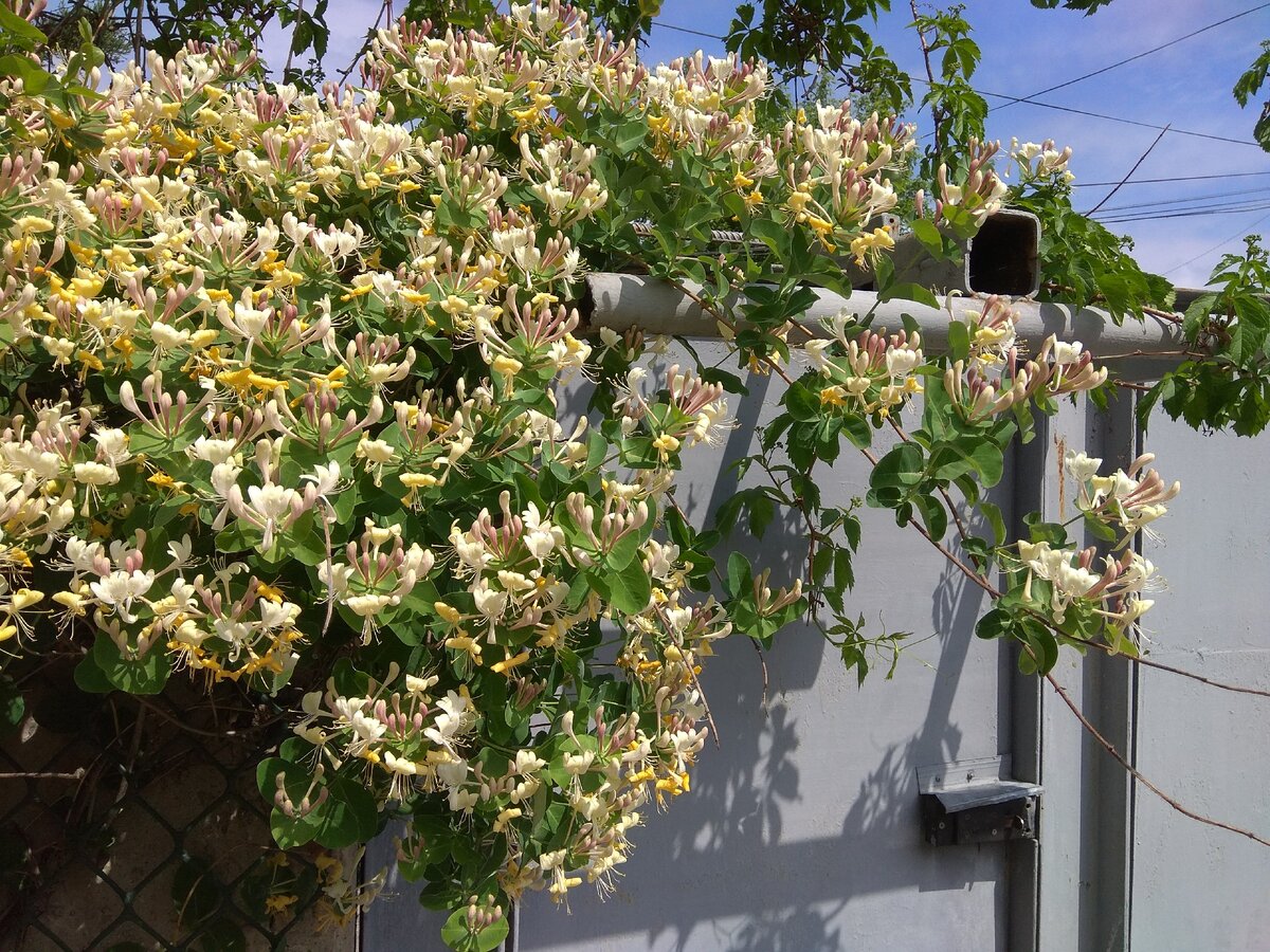 Каприфоль (Lonicera caprifolium) - выращивание некапризной и ароматной❗  лианы в открытом грунте | ЭКОсад для всех | Дзен