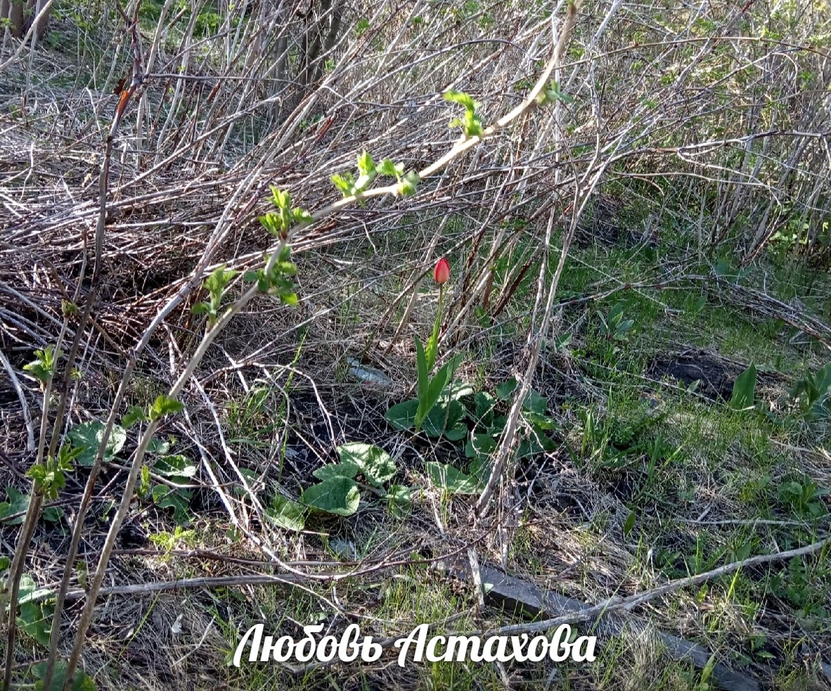 Когда мы заняты рассматриванием чужих жизней, мы пропускаем свою. Мы просто не в состоянии заметить наше собственное сияние  в  диких зарослях. Листайте галерею 