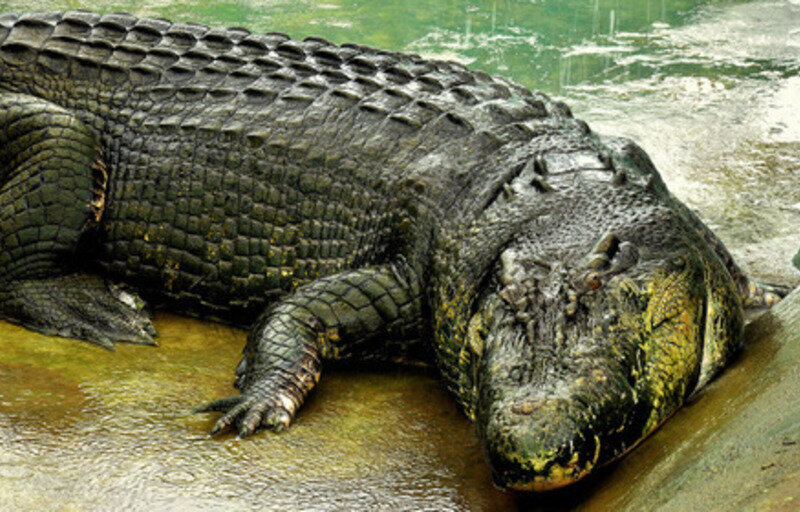 Крокодил Лолонг