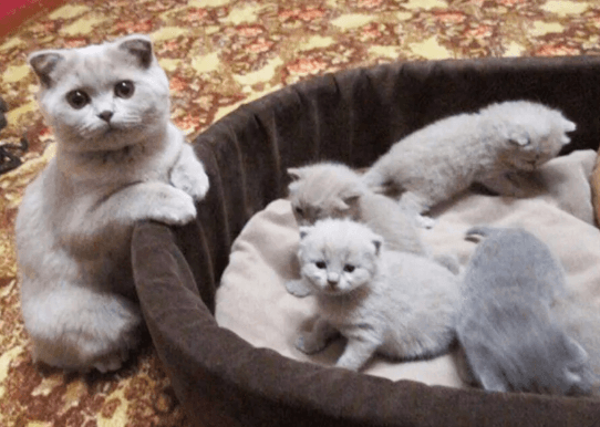 Источник: https://zen.yandex.ru/