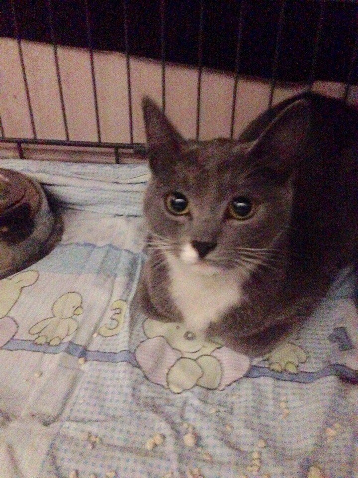 Подобранный котенок