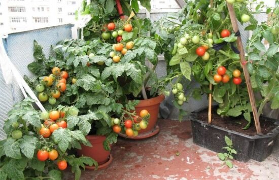 Томаты на подоконнике: как правильно выращивать помидоры в комнате