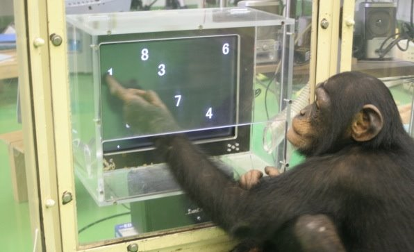 шимпанзе Аюму во время теста (фото из свободных источников)