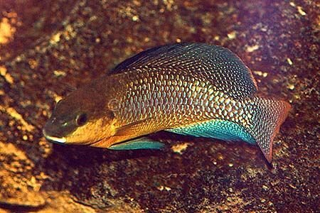 Щелочная тилапия