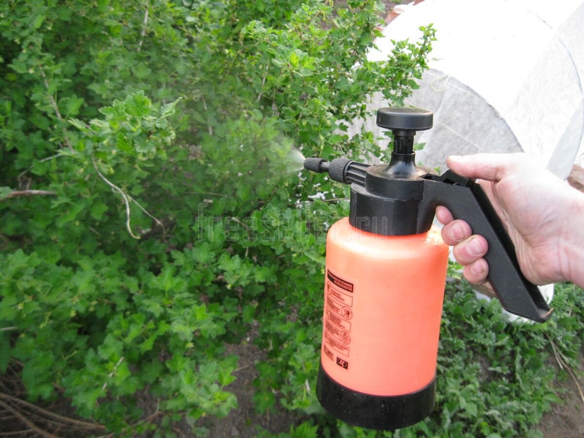 Народные средства от тли на розах. Чем обработать кусты от тли народными средствами. Препараты для борьбы с вредителями тлей. Опрыскивание деревьев. Препарат для борьбы с тлей на розах.