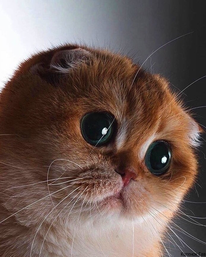 Источник: pinterest.cоm