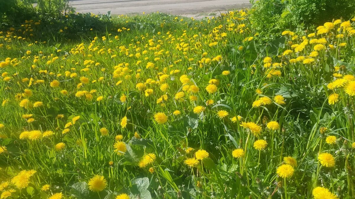 Тульские одуванчики