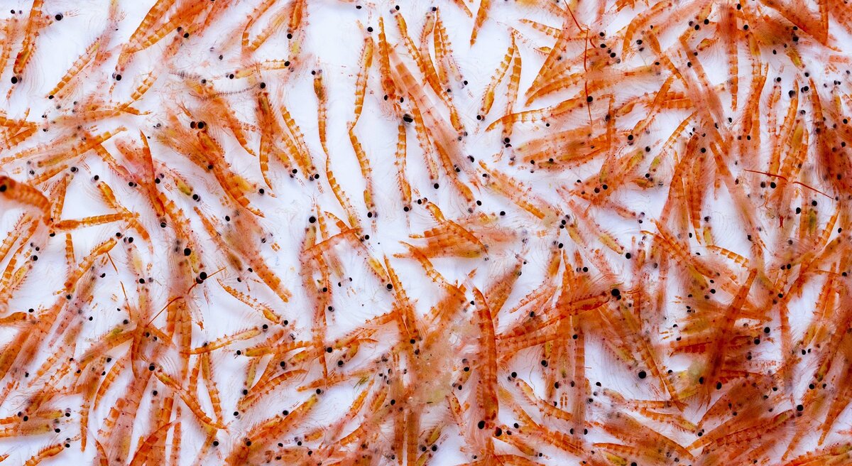 Как выглядит рыба криль Antarctic Krill The Pew Charitable Trusts