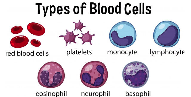Типология клеток крови