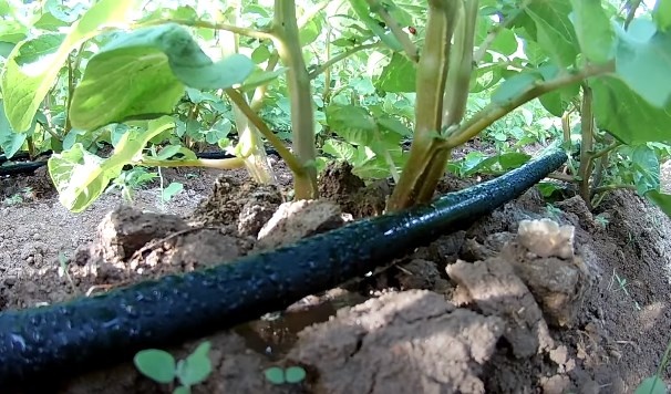 Полив картофеля шлангом под корень, самотек из бочки