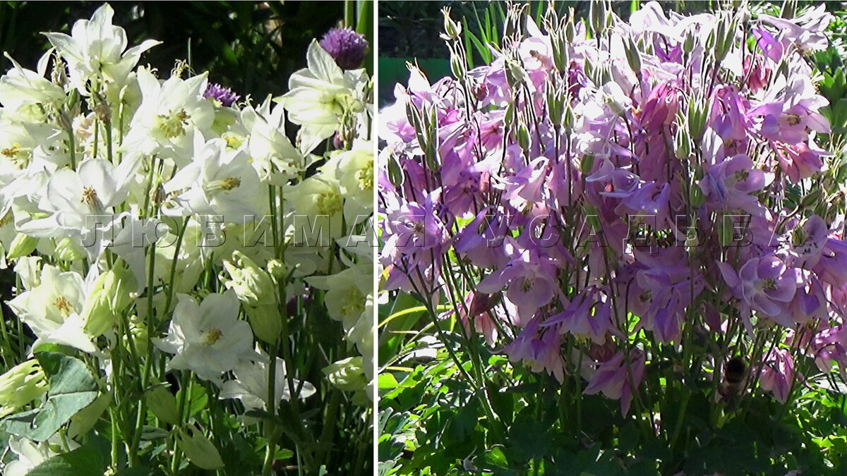 Эту аквилегию я вырастила из семян 