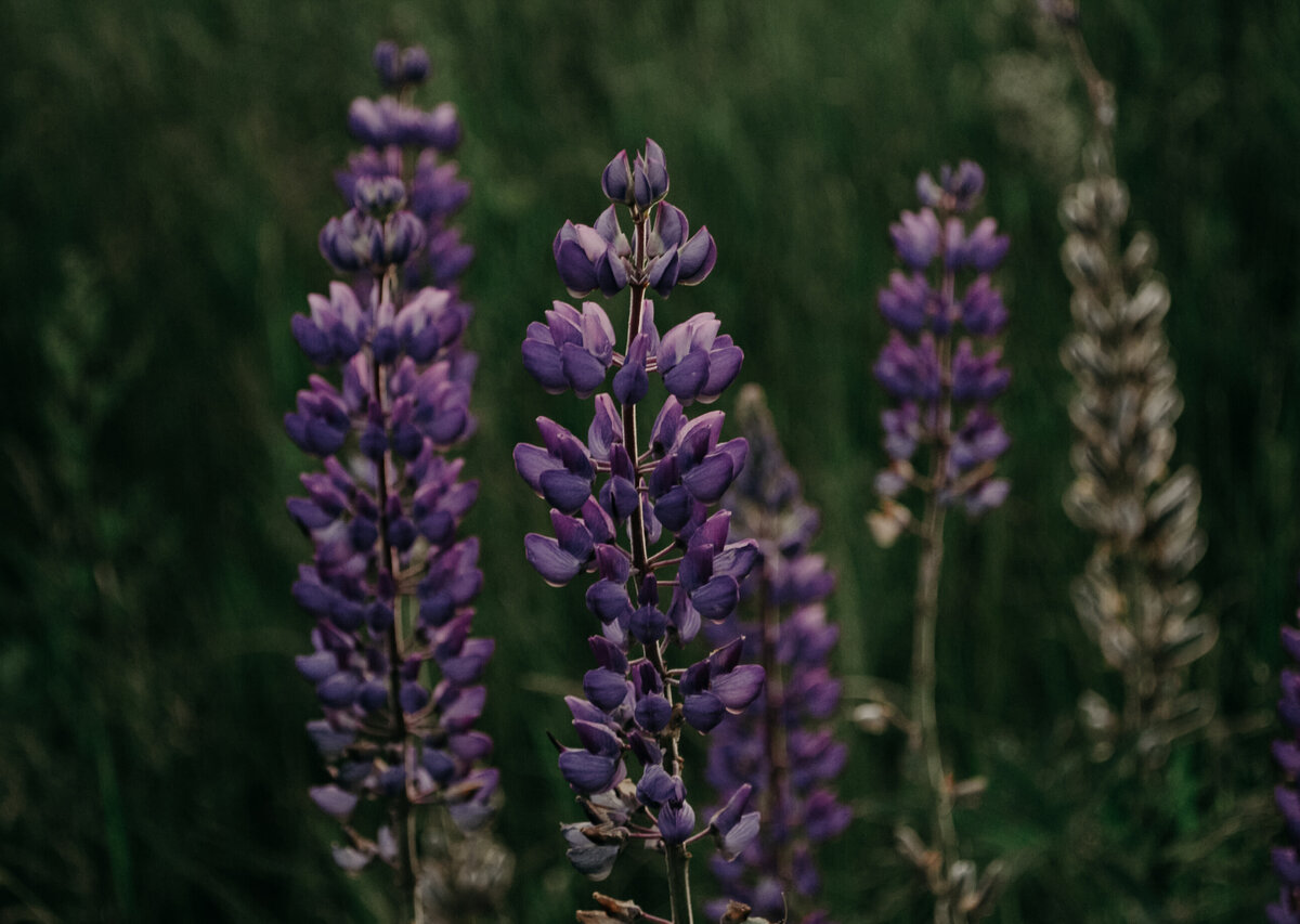 Зеленое удобрение сидерат.