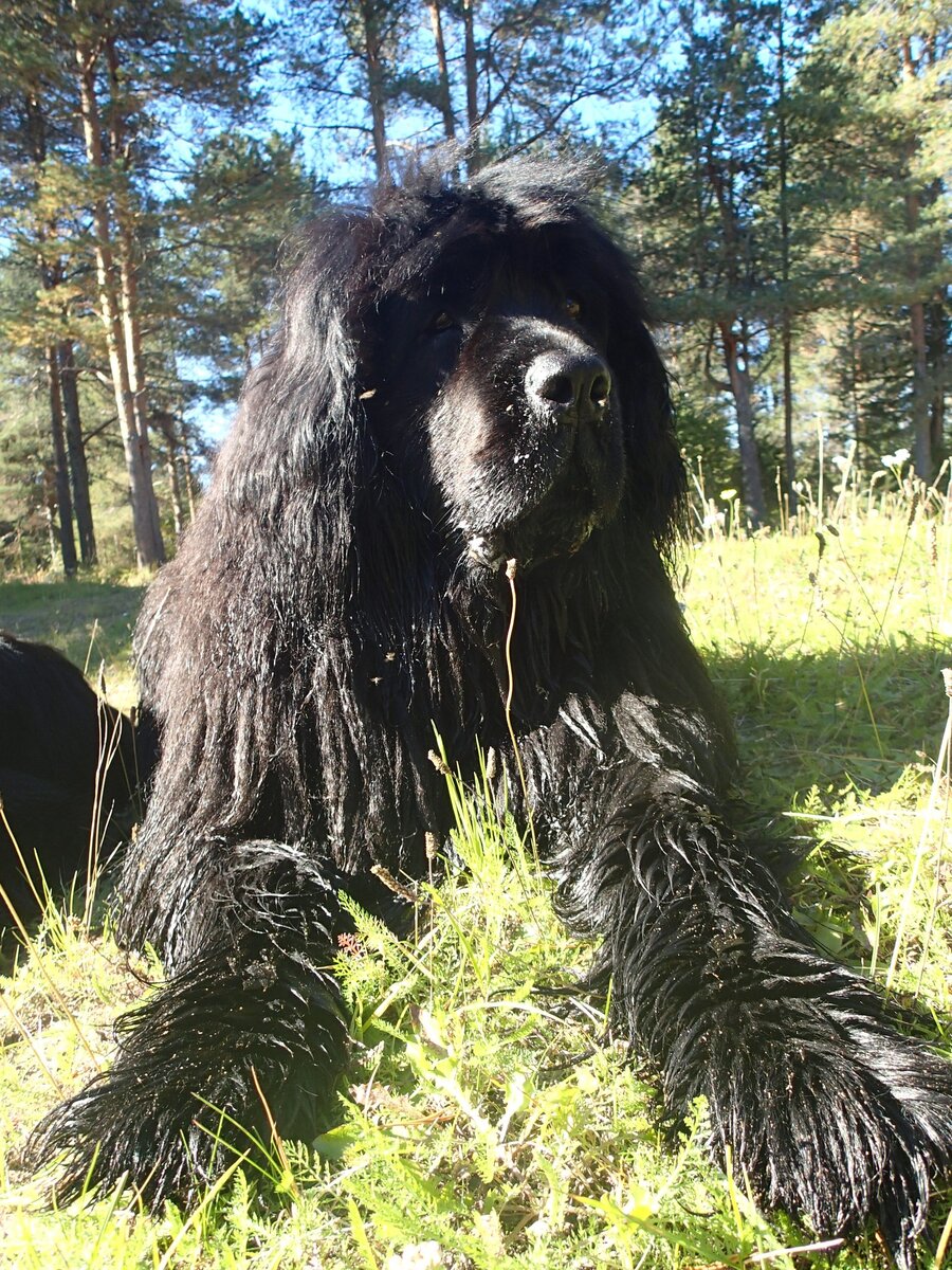 Ньюфаундленд Ося, она была необыкновенной собакой! 