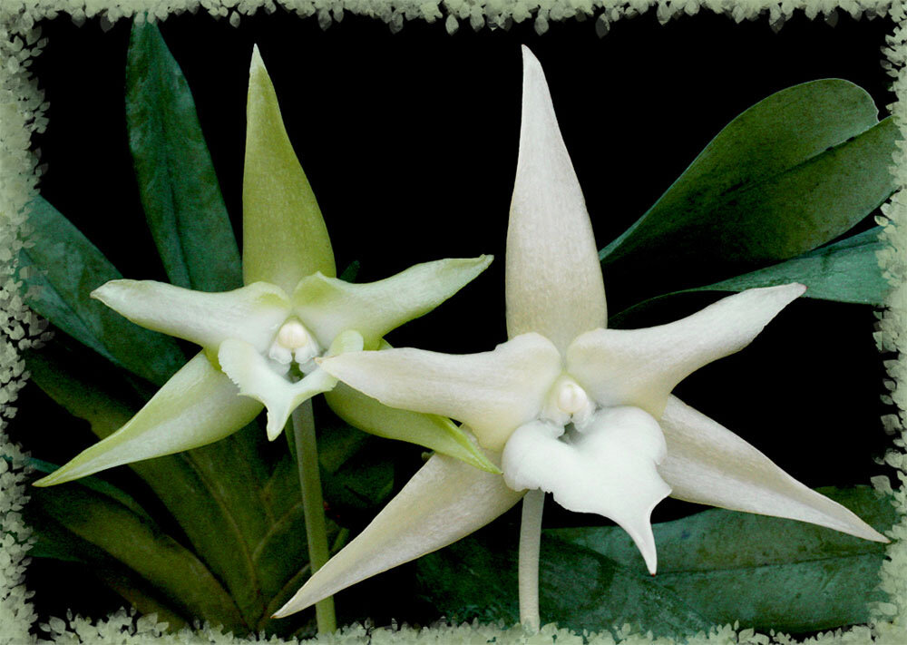 Ангрекум полуторафутовый - Орхидея 'Рождественская звезда'