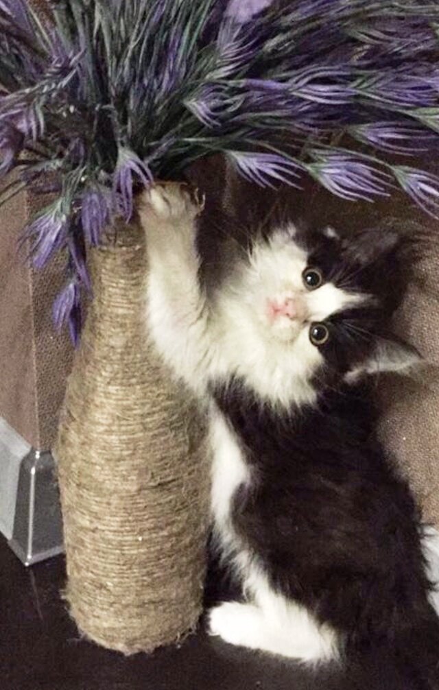 Домашнему котику когти необходимы хотя бы для наведения порядка в квартире.