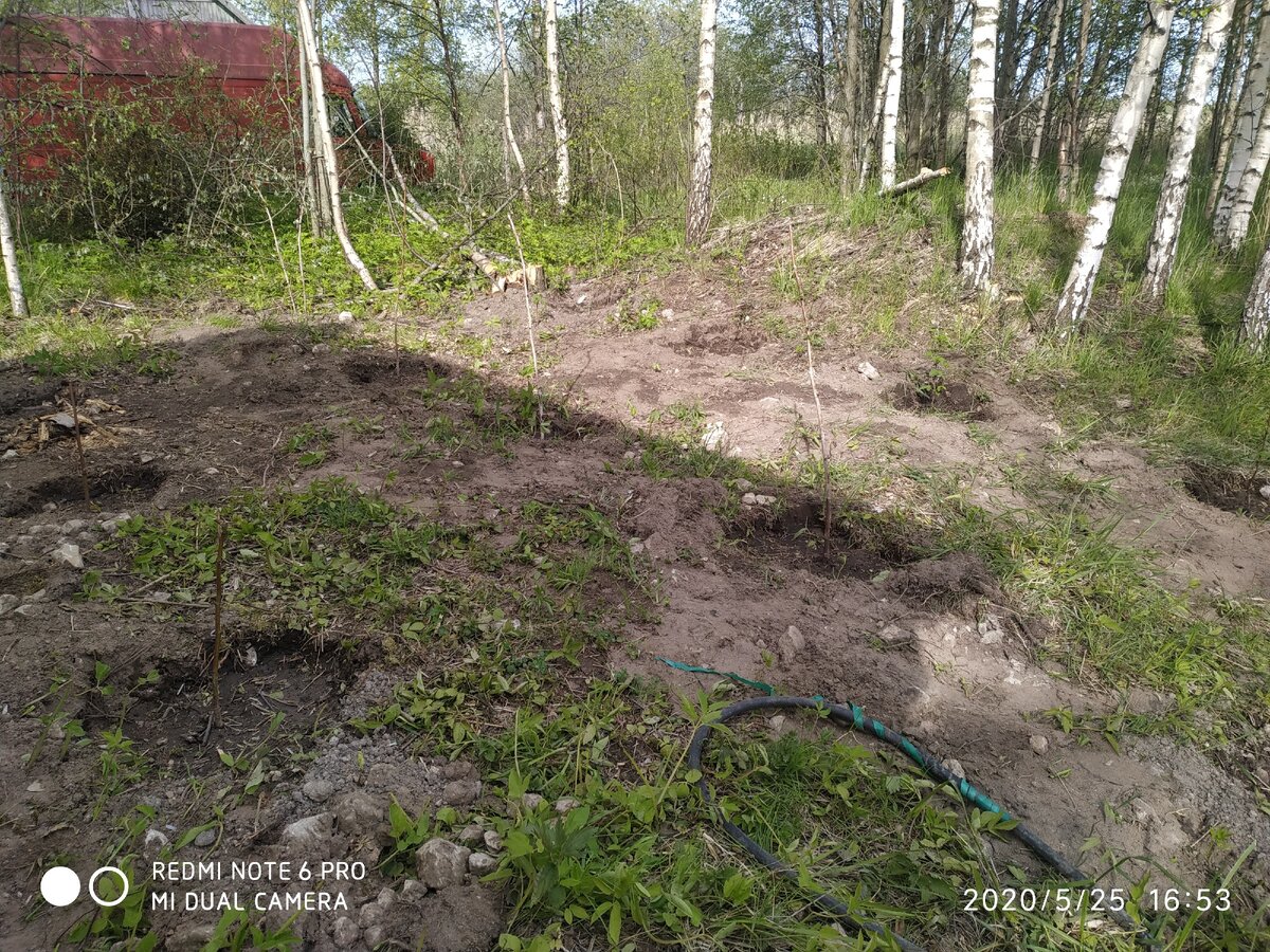 заложили плантацию малины и еживики