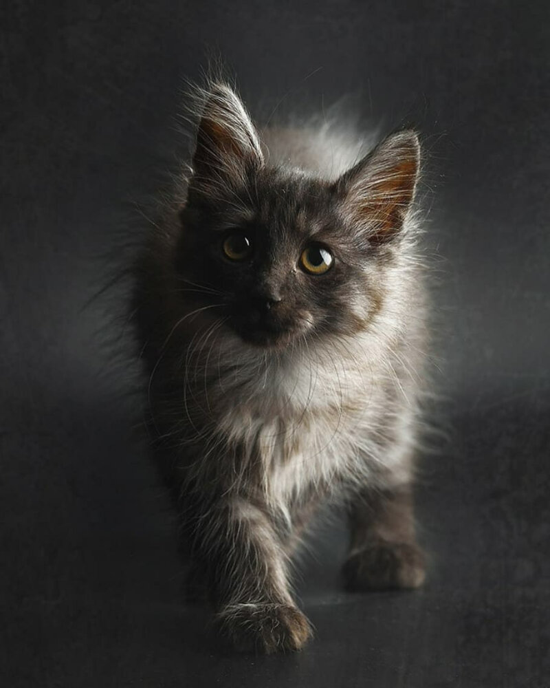 Котёнок породы Курильский бобтейл