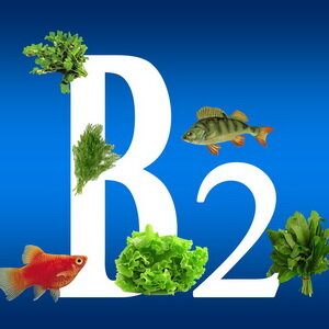 Описать всю важность витамина В2 (рибофлавина, витамина роста) для организма человека, не углубляясь в биохимическую терминологию, довольно сложно. Он участвует в самых базовых и примитивных реакциях обмена веществ. Одним словом, витамин В2 чрезвычайно важен для человека.